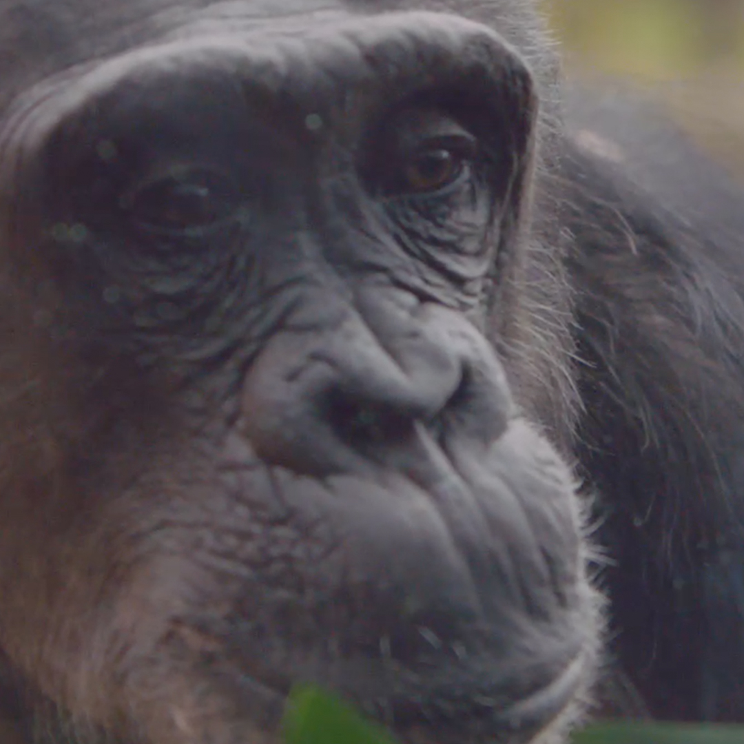 Twycross Zoo Chimpanzee